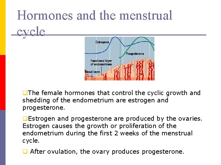 Hormones and the menstrual cycle q. The female hormones that control the cyclic growth