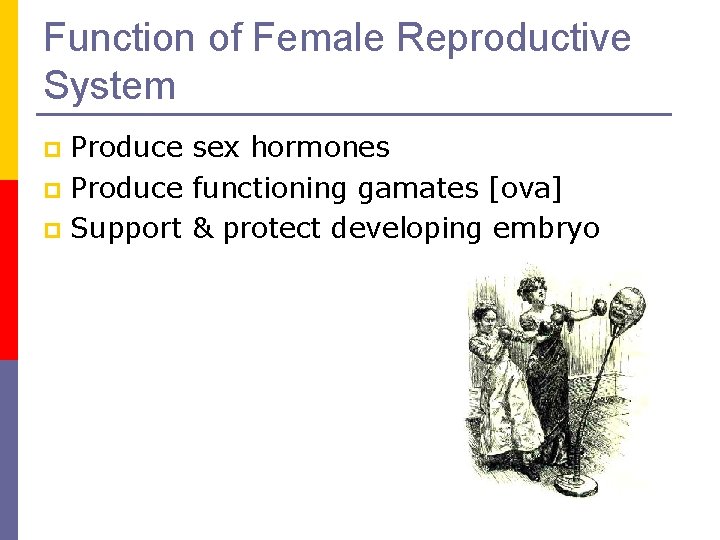 Function of Female Reproductive System Produce sex hormones p Produce functioning gamates [ova] p