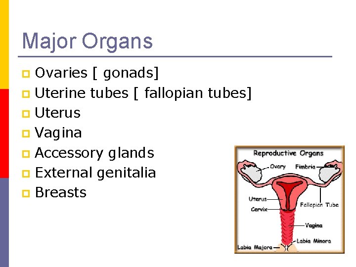 Major Organs Ovaries [ gonads] p Uterine tubes [ fallopian tubes] p Uterus p