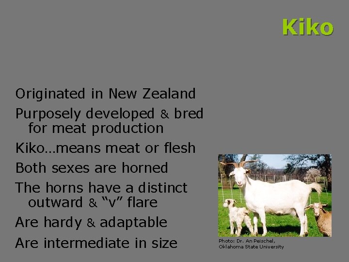 Kiko Originated in New Zealand Purposely developed & bred for meat production Kiko…means meat
