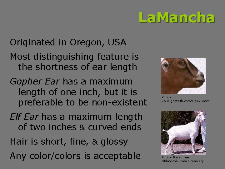 La. Mancha Originated in Oregon, USA Most distinguishing feature is the shortness of ear