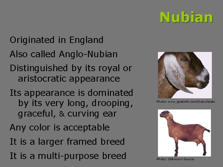 Nubian Originated in England Also called Anglo-Nubian Distinguished by its royal or aristocratic appearance