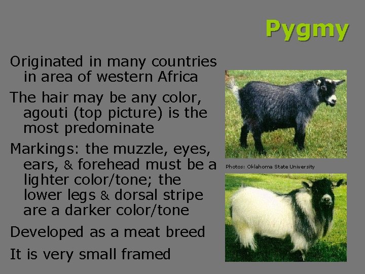 Pygmy Originated in many countries in area of western Africa The hair may be