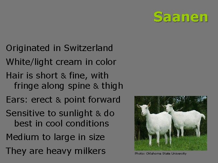 Saanen Originated in Switzerland White/light cream in color Hair is short & fine, with