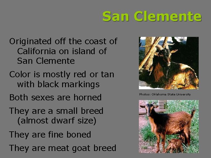 San Clemente Originated off the coast of California on island of San Clemente Color