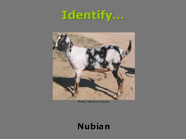 Identify… Photo: Unknown Source Nubian 