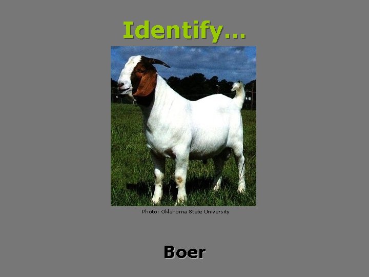 Identify… Photo: Oklahoma State University Boer 