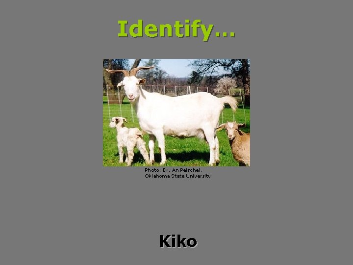 Identify… Photo: Dr. An Peischel, Oklahoma State University Kiko 