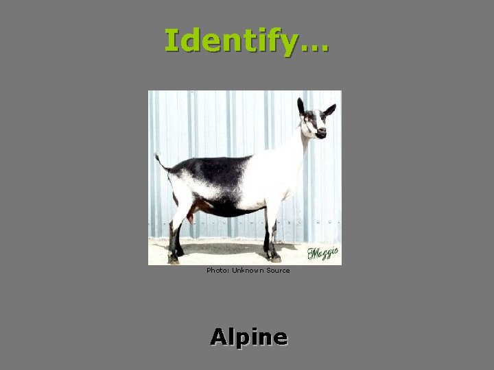Identify… Photo: Unknown Source Alpine 