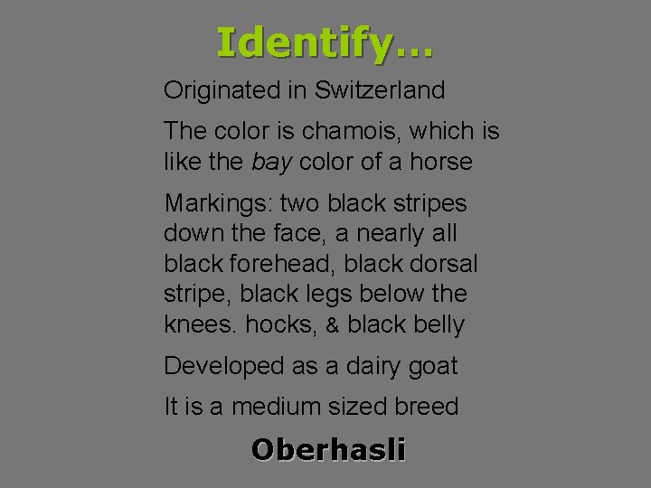 Identify… Originated in Switzerland The color is chamois, which is like the bay color