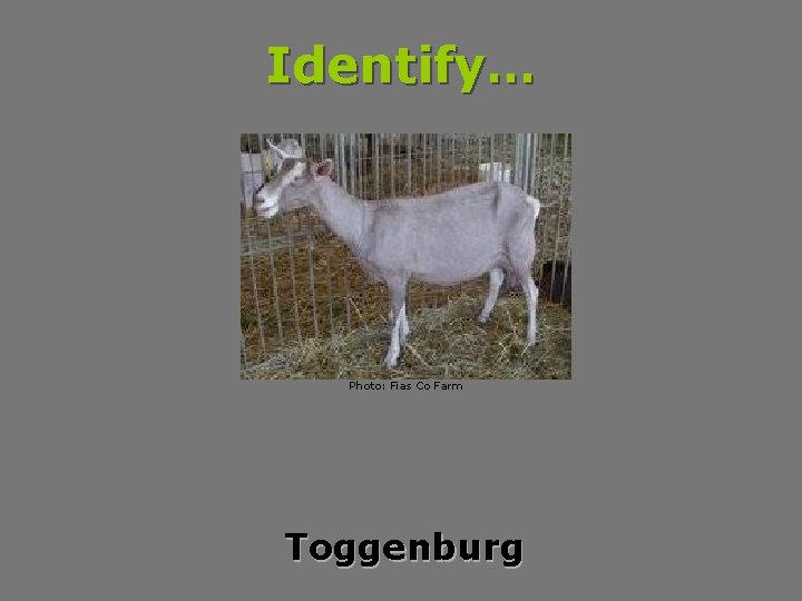 Identify… Photo: Fias Co Farm Toggenburg 