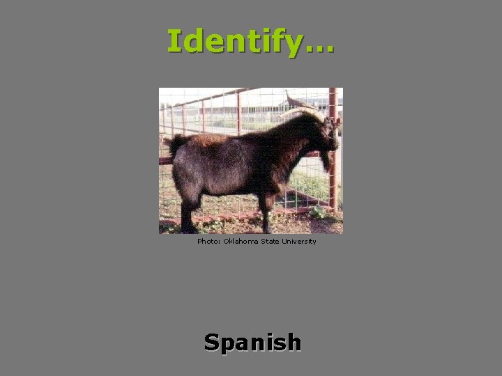 Identify… Photo: Oklahoma State University Spanish 