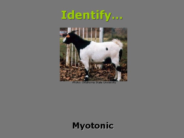 Identify… Photo: Oklahoma State University Myotonic 