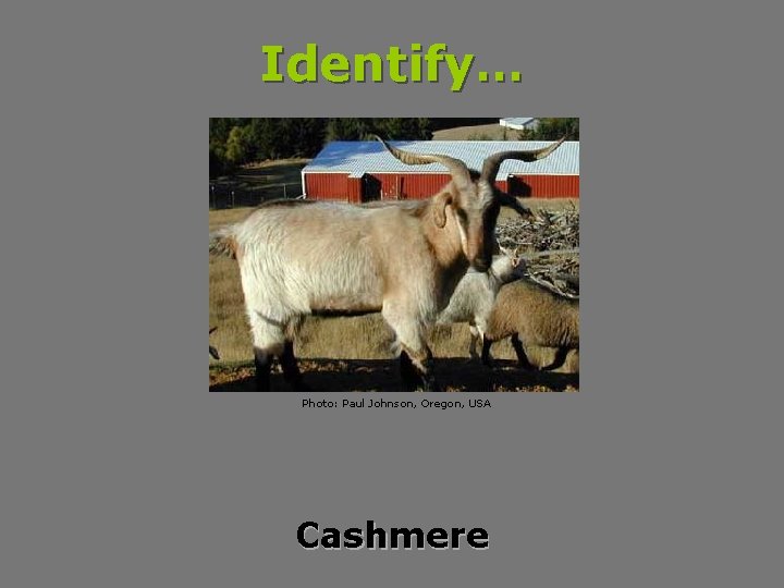 Identify… Photo: Paul Johnson, Oregon, USA Cashmere 
