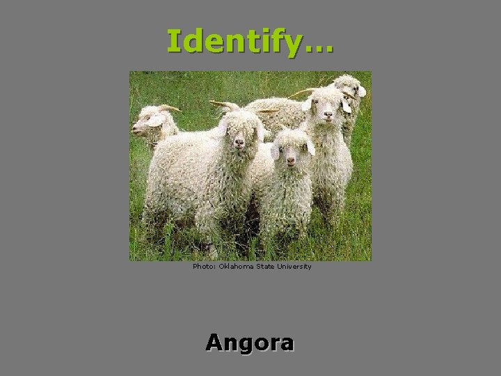 Identify… Photo: Oklahoma State University Angora 
