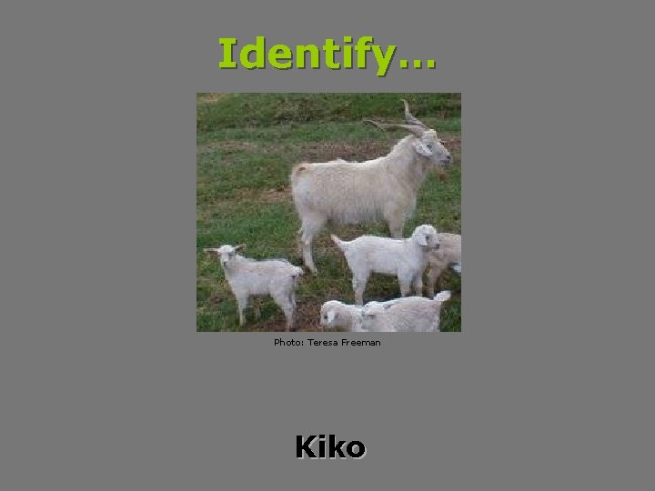 Identify… Photo: Teresa Freeman Kiko 