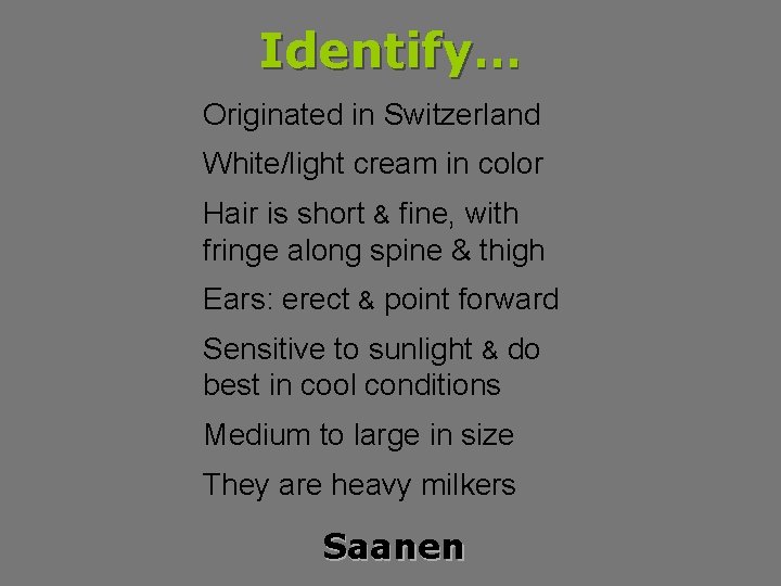 Identify… Originated in Switzerland White/light cream in color Hair is short & fine, with