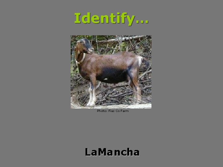 Identify… Photo: Fias Co Farm La. Mancha 