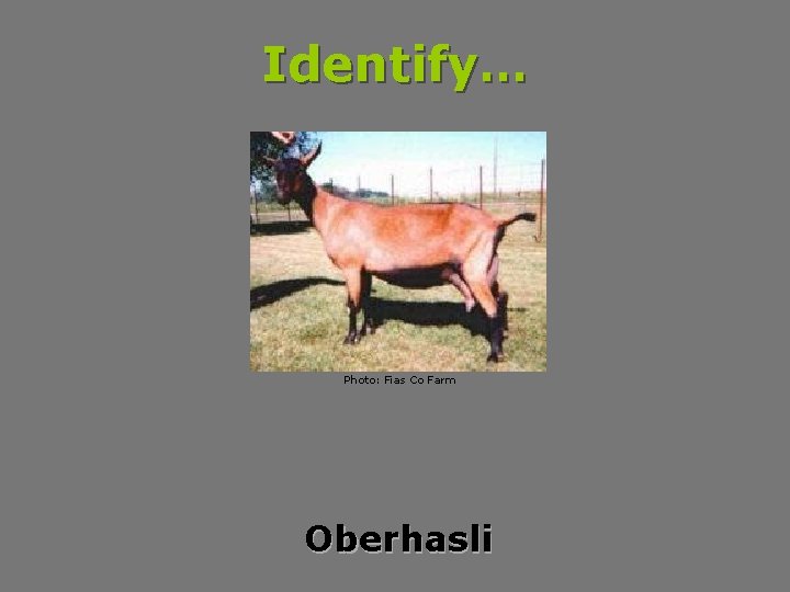 Identify… Photo: Fias Co Farm Oberhasli 