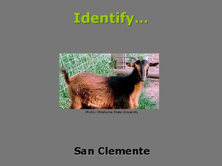 Identify… Photo: Oklahoma State University San Clemente 