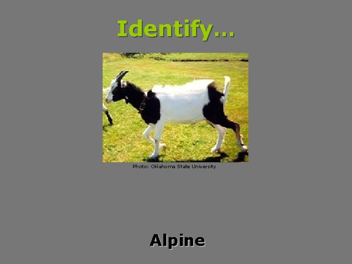 Identify… Photo: Oklahoma State University Alpine 