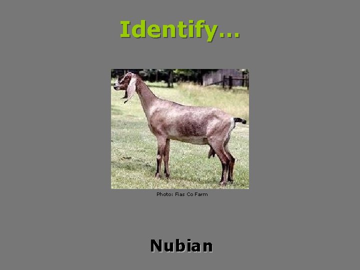Identify… Photo: Fias Co Farm Nubian 