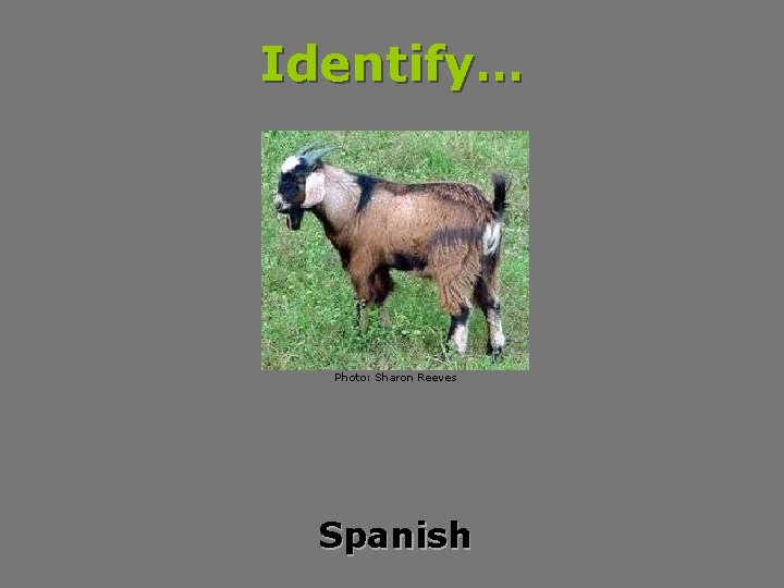 Identify… Photo: Sharon Reeves Spanish 