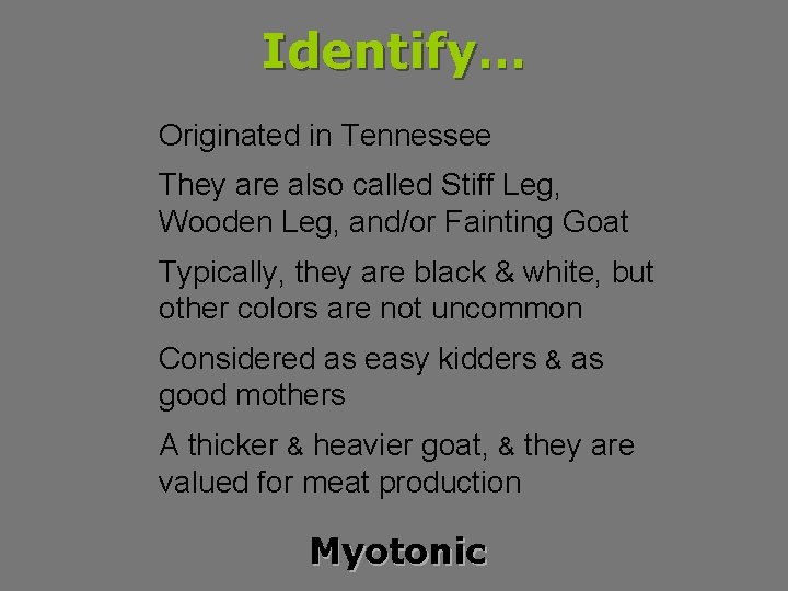 Identify… Originated in Tennessee They are also called Stiff Leg, Wooden Leg, and/or Fainting