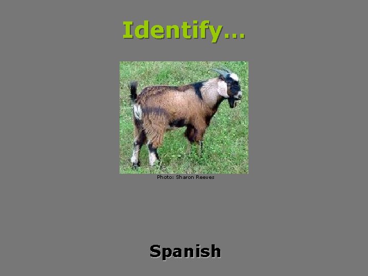 Identify… Photo: Sharon Reeves Spanish 