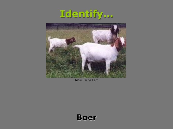 Identify… Photo: Fias Co Farm Boer 