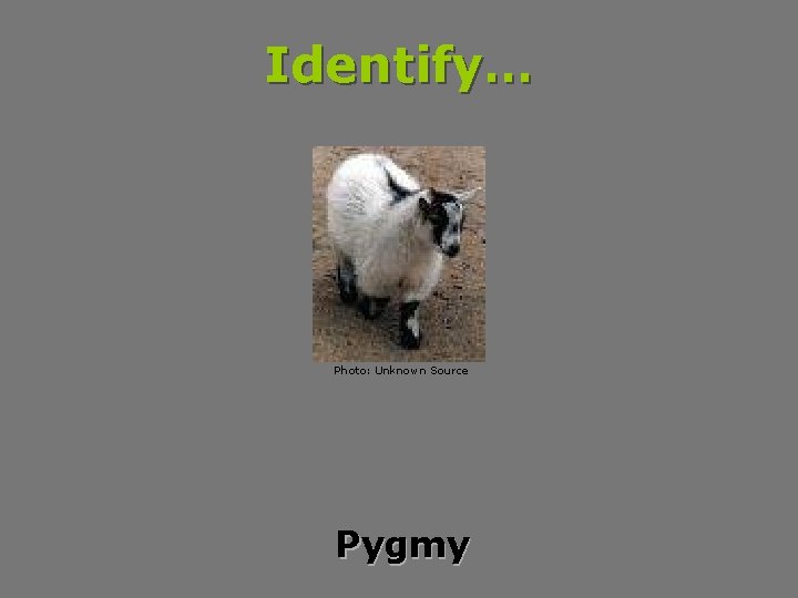 Identify… Photo: Unknown Source Pygmy 