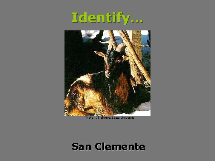 Identify… Photo: Oklahoma State University San Clemente 