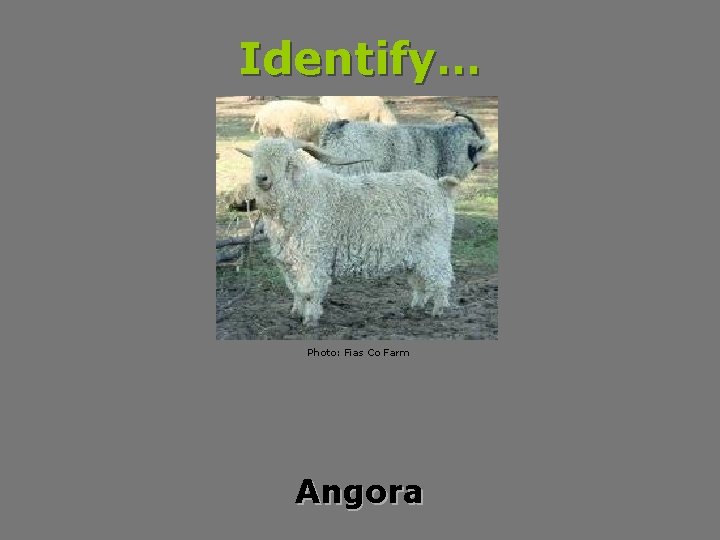 Identify… Photo: Fias Co Farm Angora 