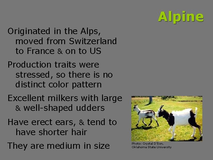 Alpine Originated in the Alps, moved from Switzerland to France & on to US