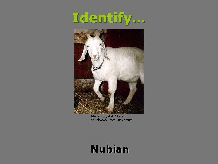 Identify… Photo: Crystal D’Eon, Oklahoma State University Nubian 