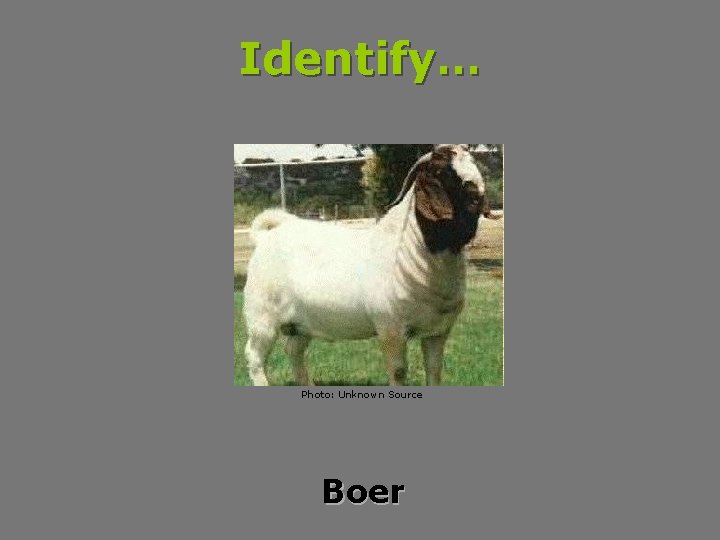 Identify… Photo: Unknown Source Boer 