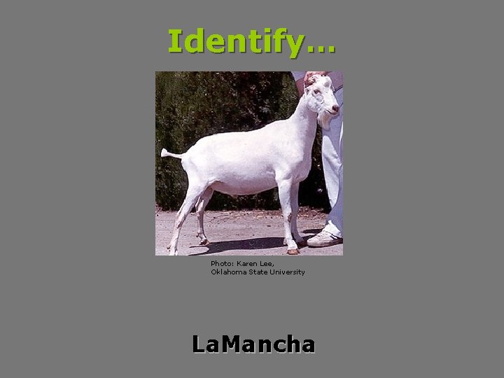 Identify… Photo: Karen Lee, Oklahoma State University La. Mancha 