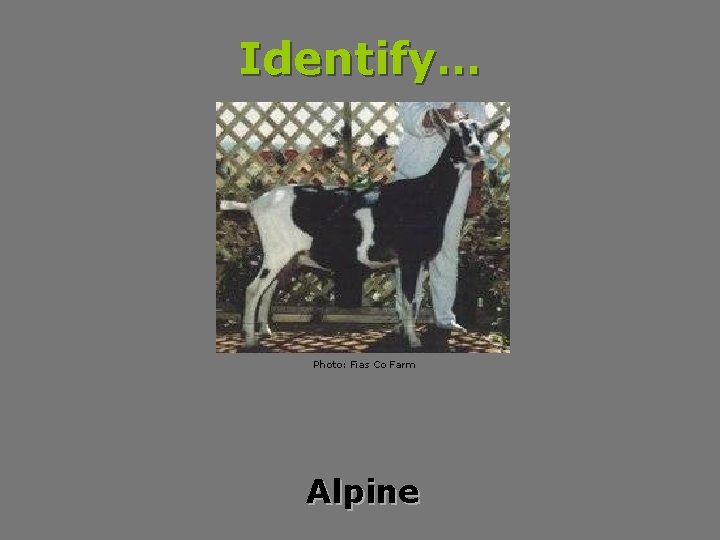 Identify… Photo: Fias Co Farm Alpine 