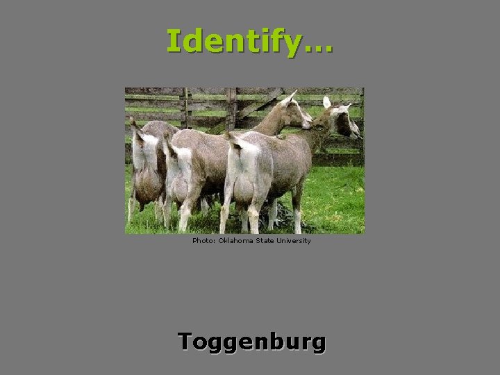Identify… Photo: Oklahoma State University Toggenburg 