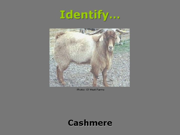 Identify… Photo: Ol West Farms Cashmere 