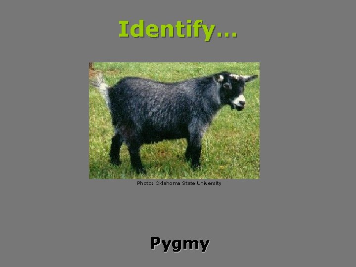 Identify… Photo: Oklahoma State University Pygmy 