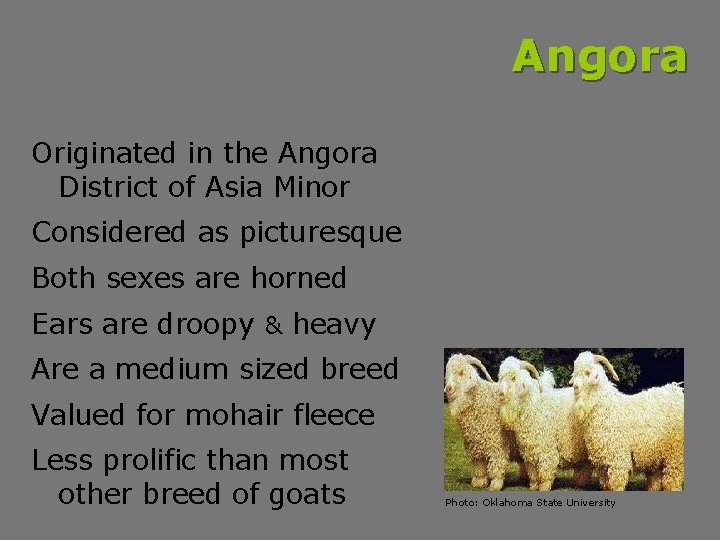 Angora Originated in the Angora District of Asia Minor Considered as picturesque Both sexes