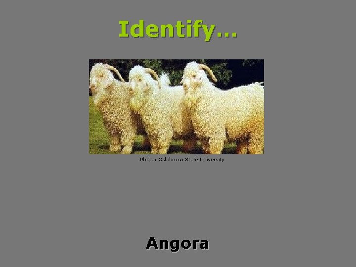 Identify… Photo: Oklahoma State University Angora 