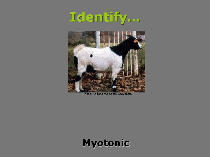 Identify… Photo: Oklahoma State University Myotonic 