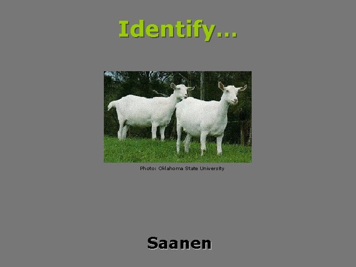 Identify… Photo: Oklahoma State University Saanen 