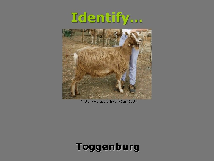 Identify… Photo: www. goats 4 h. com/Dairy. Goats Toggenburg 