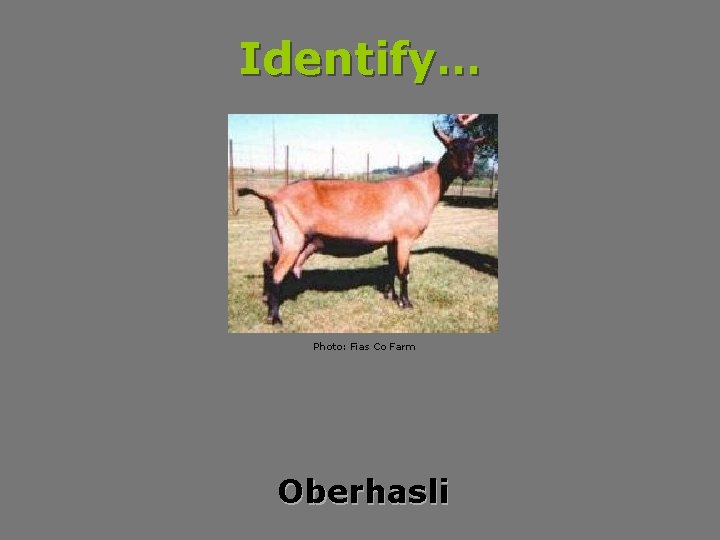 Identify… Photo: Fias Co Farm Oberhasli 