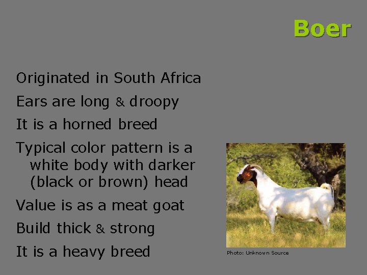 Boer Originated in South Africa Ears are long & droopy It is a horned