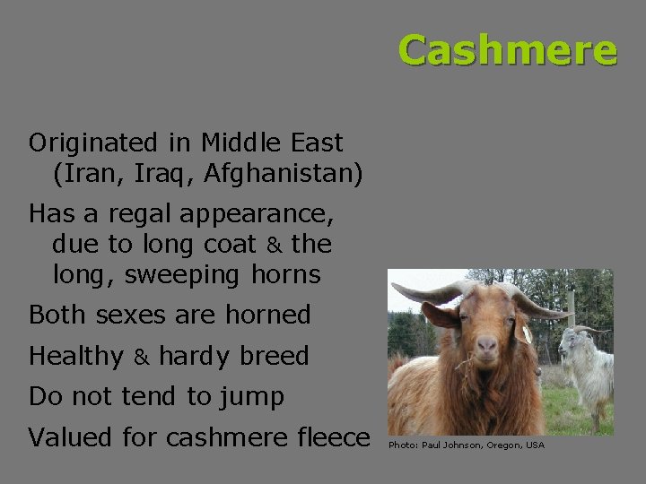 Cashmere Originated in Middle East (Iran, Iraq, Afghanistan) Has a regal appearance, due to