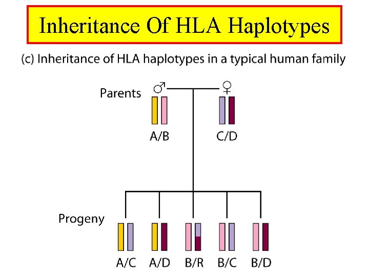 Inheritance Of HLA Haplotypes 